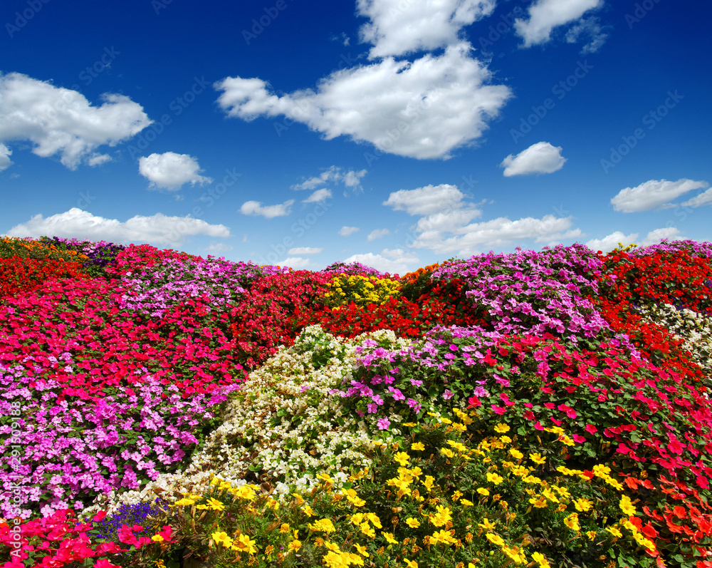 雏菊的田野