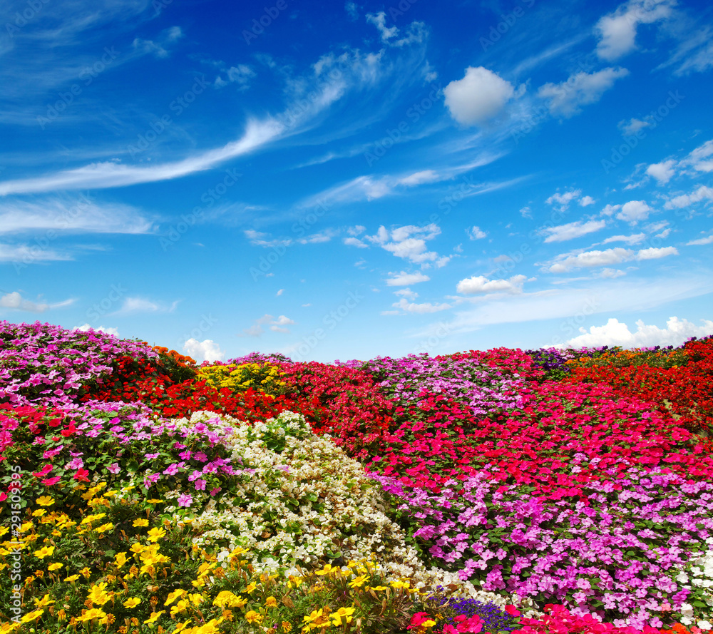 雏菊的田野