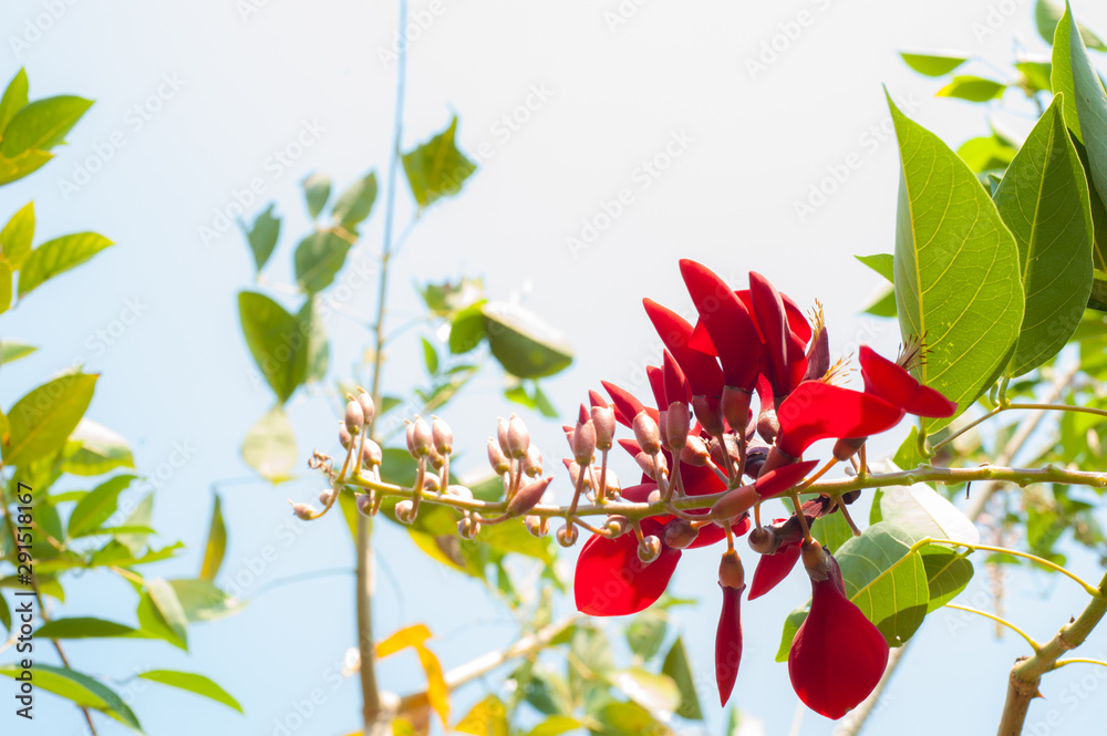 鲜艳的红花和明亮的天空。鲜艳的红色乡土花。