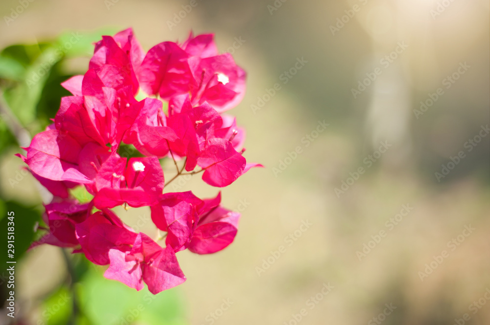 Bright pink bougainvillea with free space on the right.