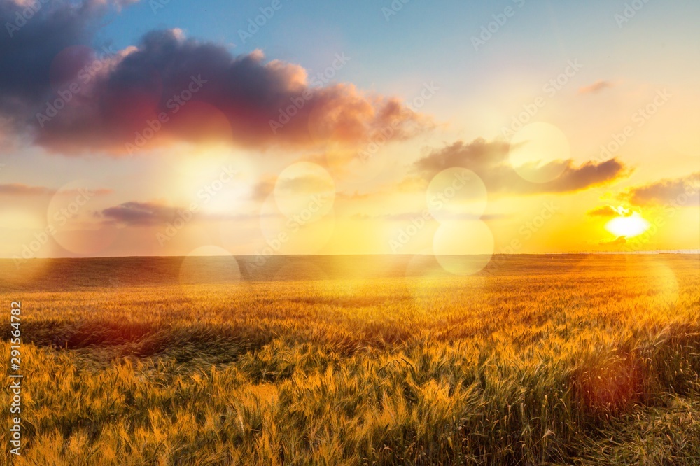 Sun Shining over Golden Barley / Wheat Field at Dawn / Sunset