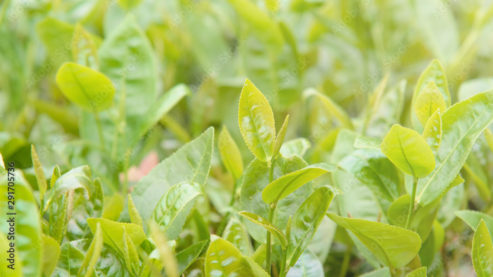 清晨美丽的绿茶作物叶子，阳光灿烂，树木上有新鲜的嫩芽