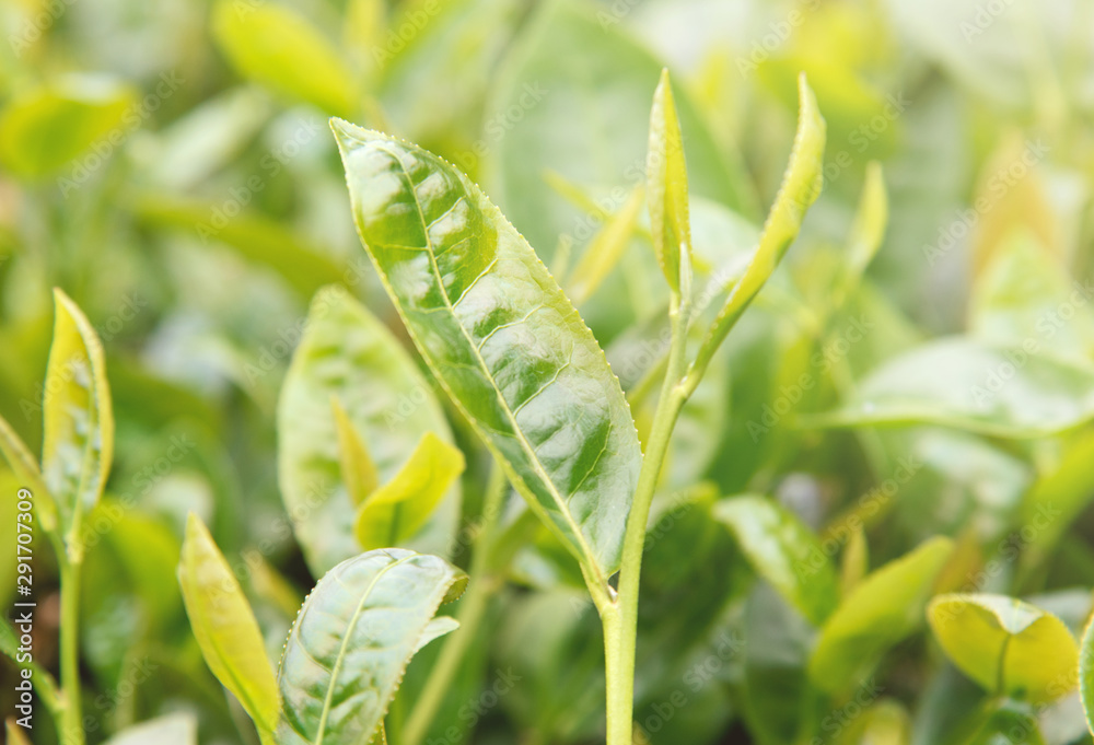 Beautiful green tea crop leaf in the morning with sun flare sunlight, fresh sprout on the tree plant