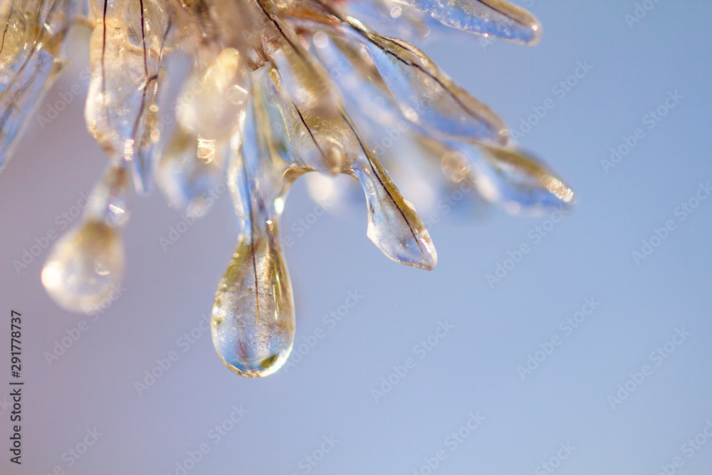 Spikes of pennisetum in hoarfrost and ice. Close-up