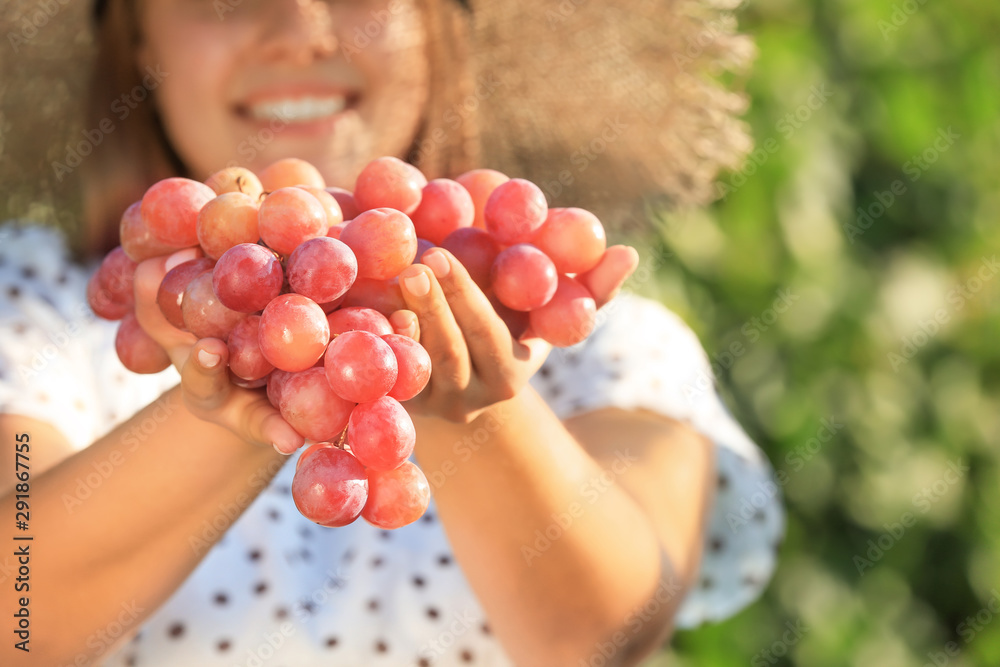 Woman holding cluster of fresh ripe juicy grapes in vineyard, closeup