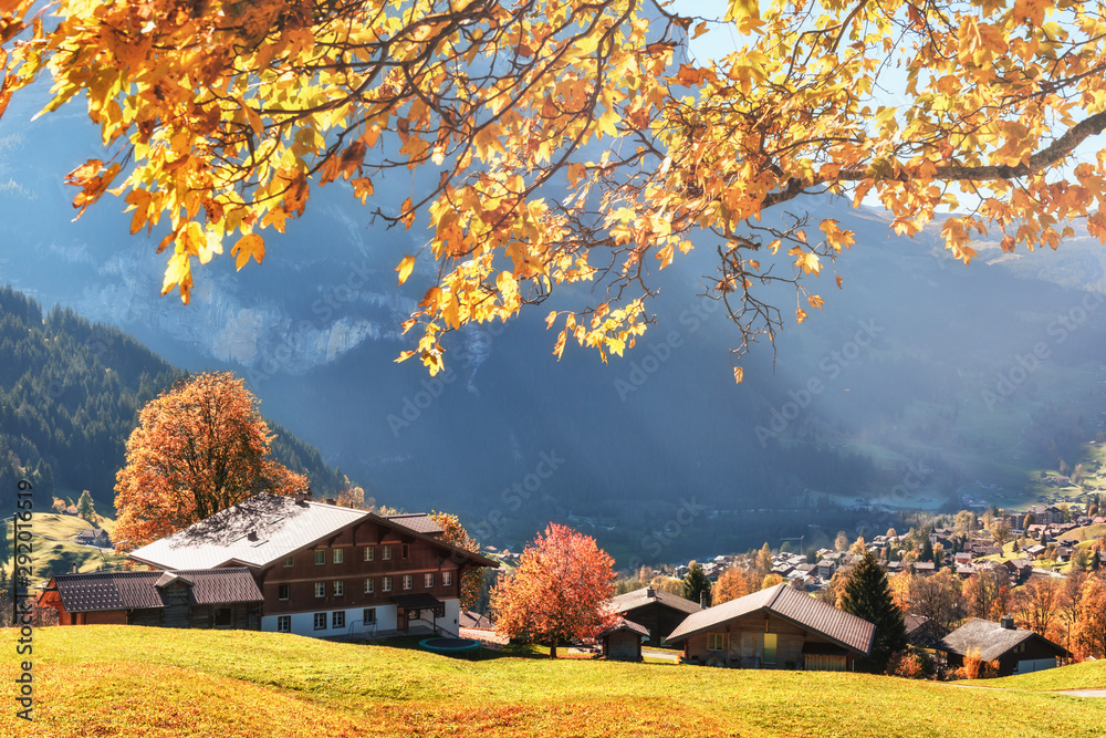 瑞士Al Grindelwald村的黄色树叶和木屋构成的如画的秋季景观