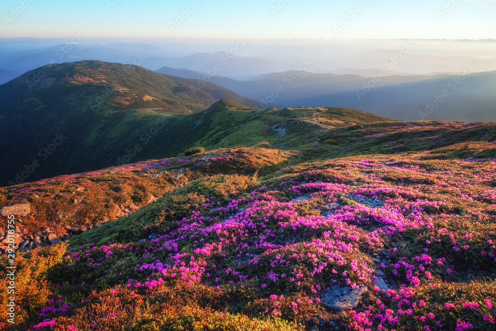 Mountains landscape with beautiful pink rhododendron flowers