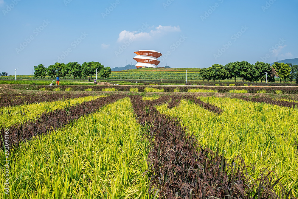 深圳光明小镇幸福田园中的五彩稻田