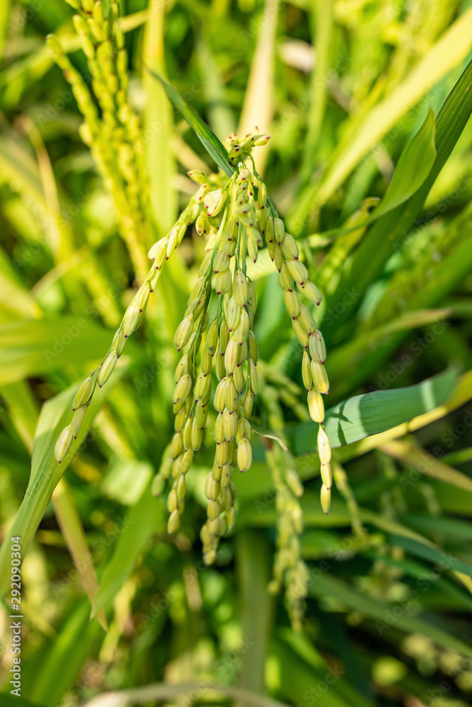 秋日稻田种植白糯米特写