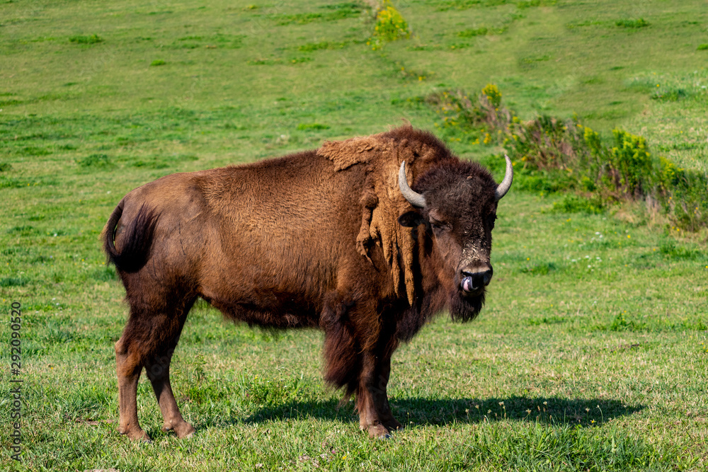 European bison herd and young calf (Bison bonasus) in the meadow. 