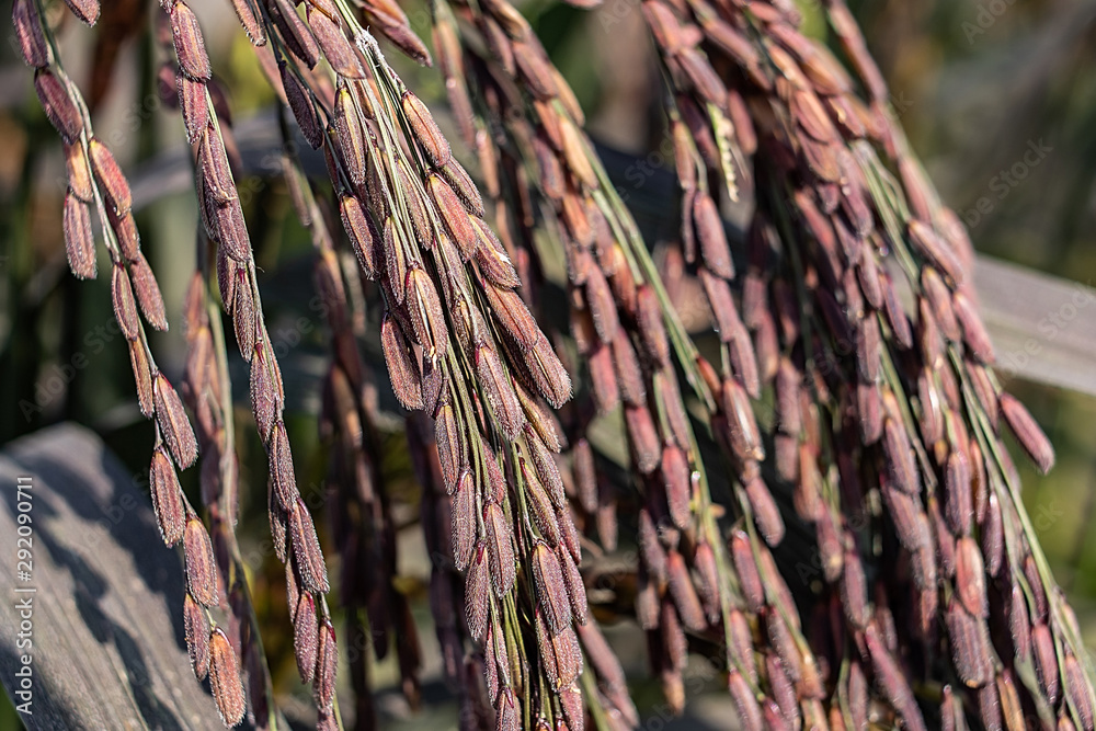 Growing purple sable rice paddy ears closeup