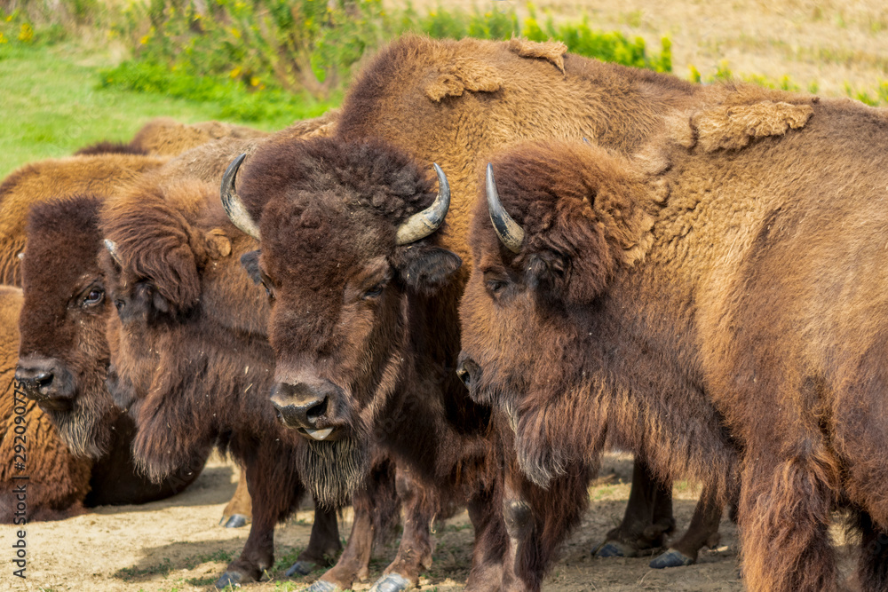 European bison herd and young calf (Bison bonasus) in the meadow. 