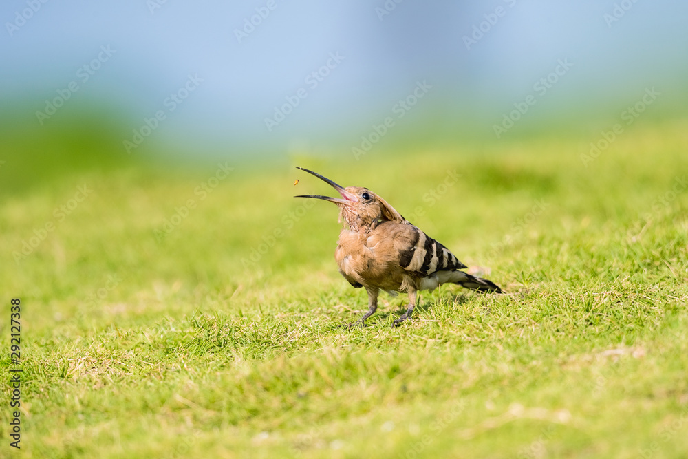 eurasian hoopoe or common hoopoe