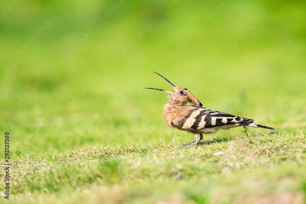 hoopoe eating insect closeup