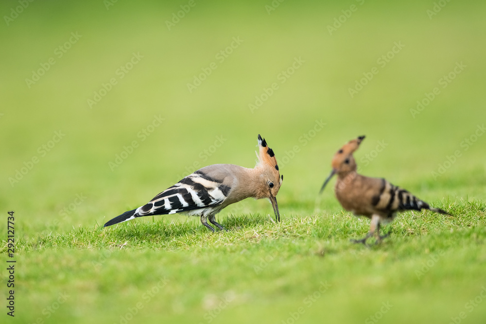 美丽的欧亚hoopoe