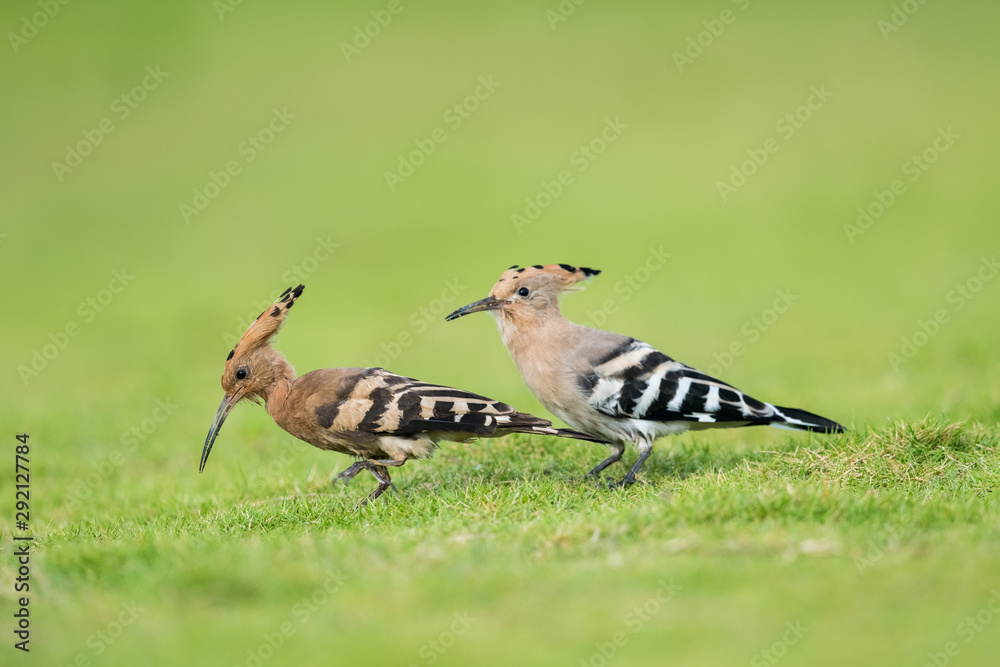 eurasian hoopoe closeup on green grass