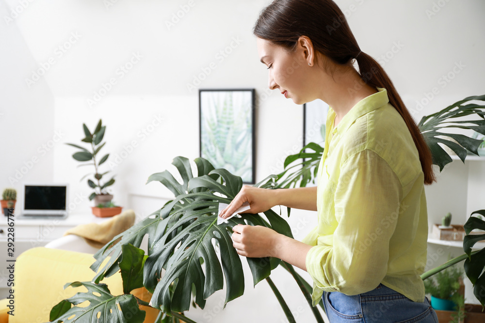 年轻女子在家清理室内植物叶子上的灰尘