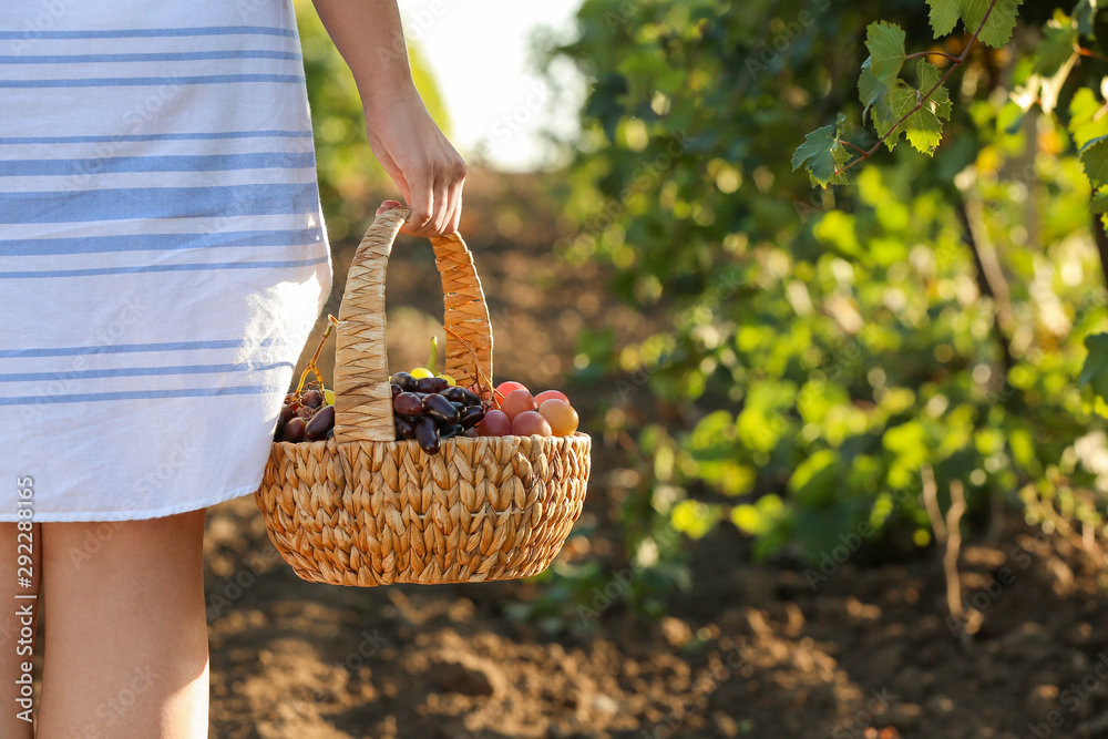 Young woman with basket of fresh grapes in vineyard