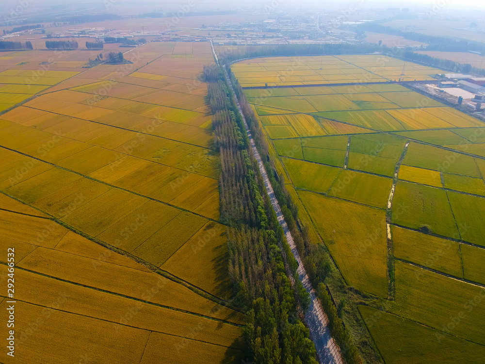 Mature rice in the field