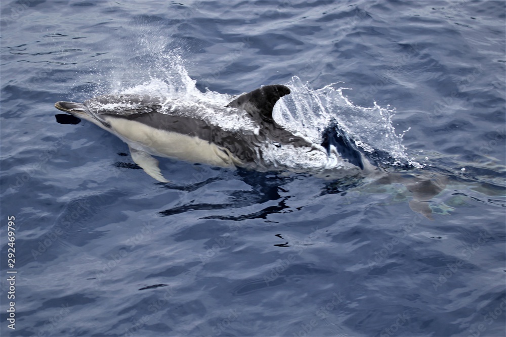 Dauphin Açores