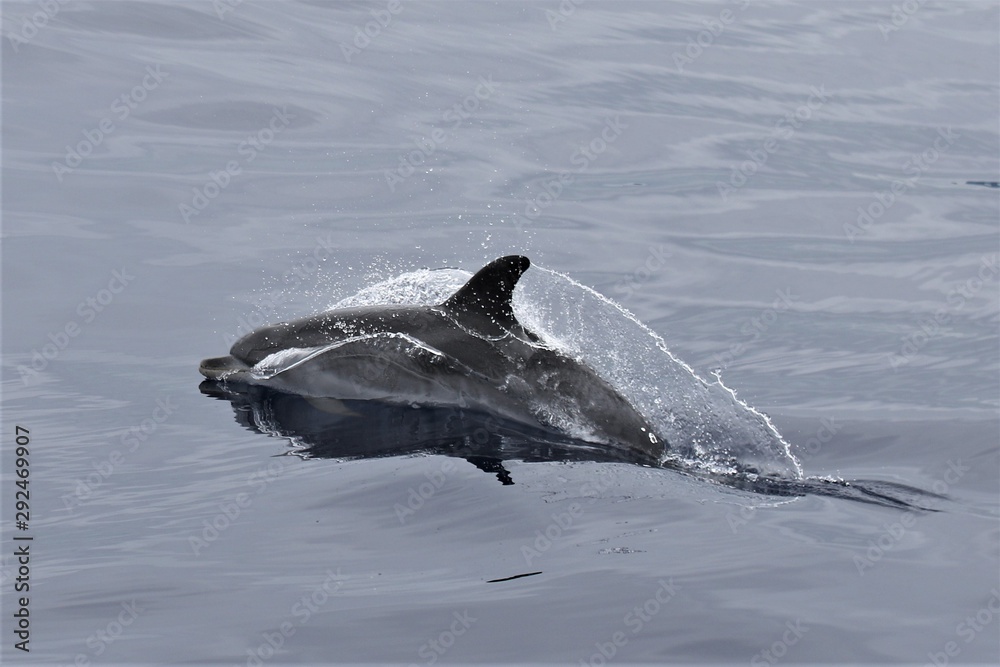 Dauphin Açores