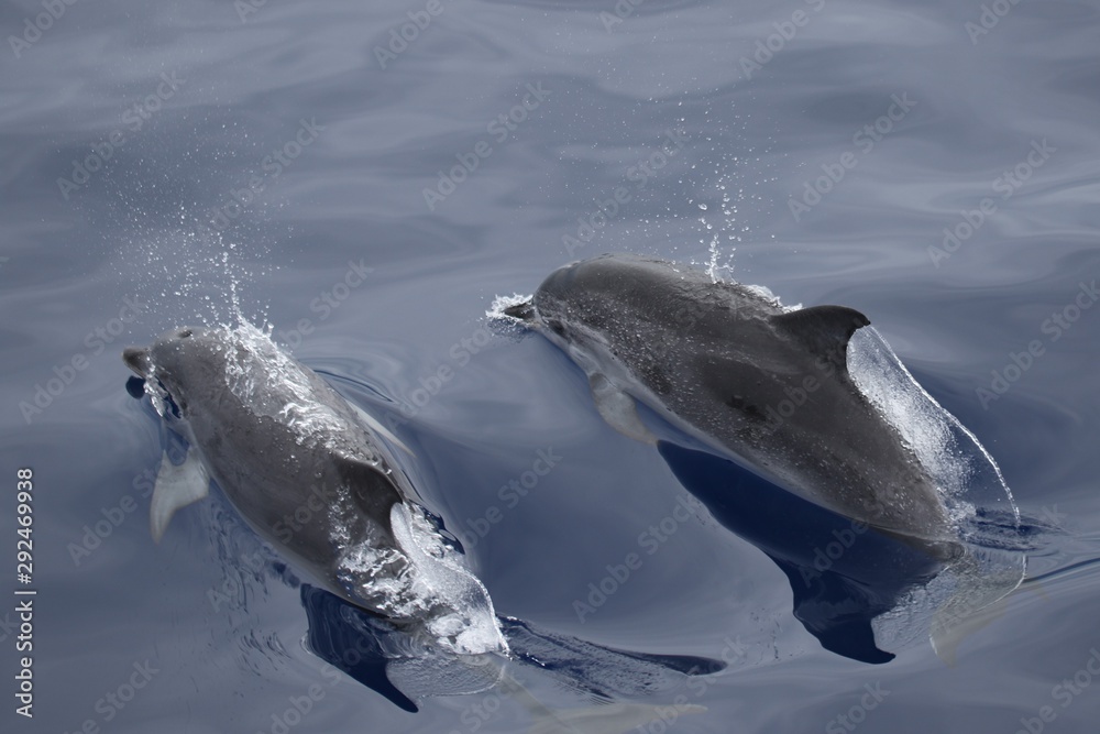 Dauphin Açores