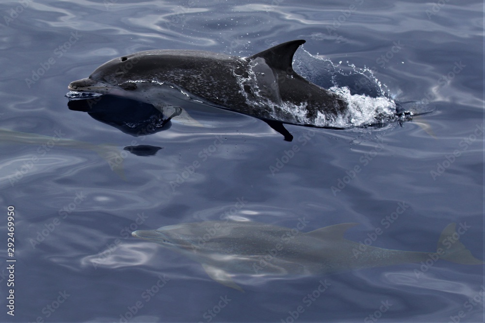 Dauphin Açores