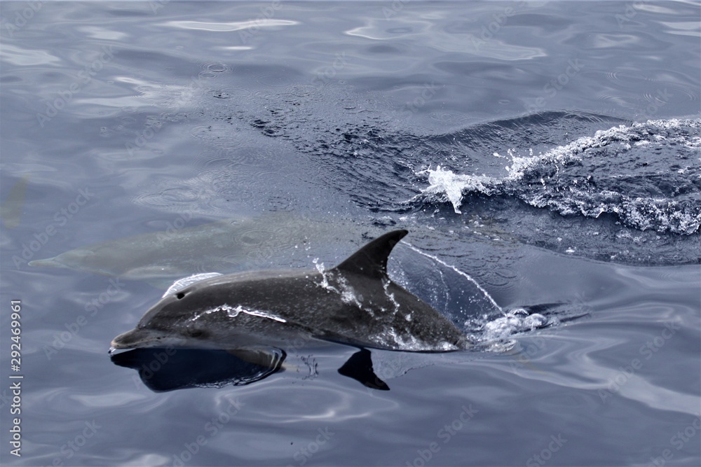 Dauphin Açores