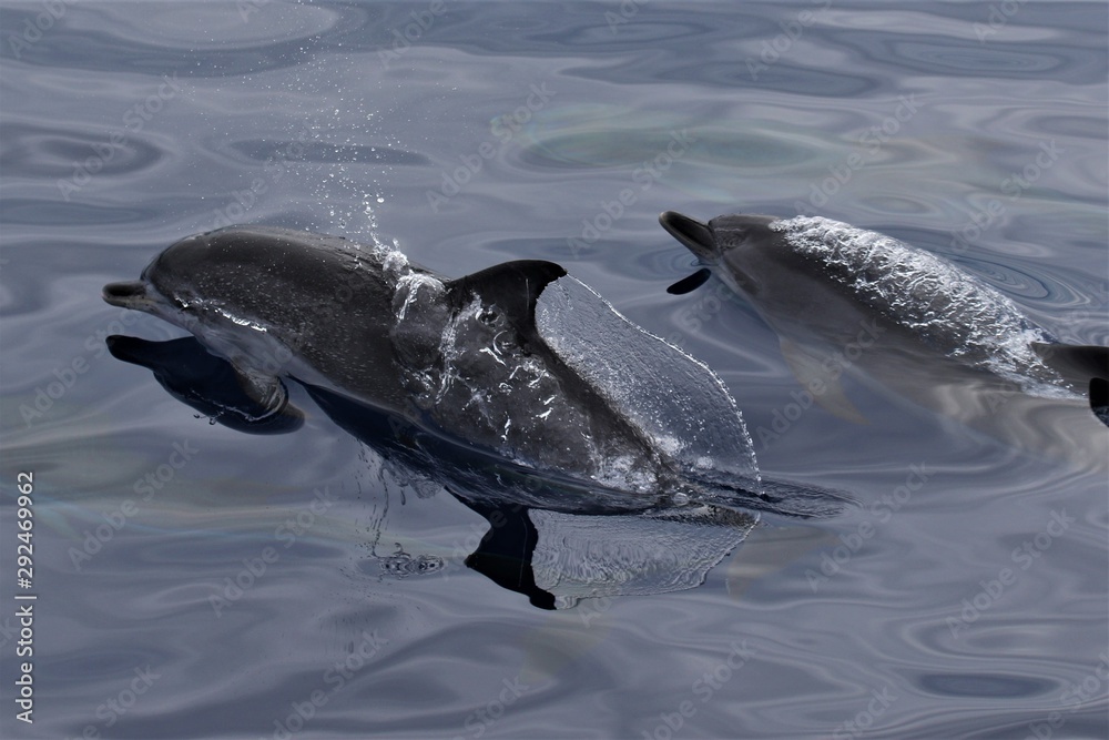 Dauphin Açores