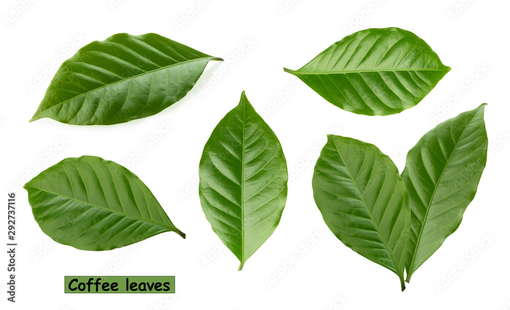 coffee leaves isolated white background