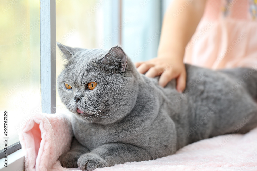 小女孩和可爱的猫在窗户附近