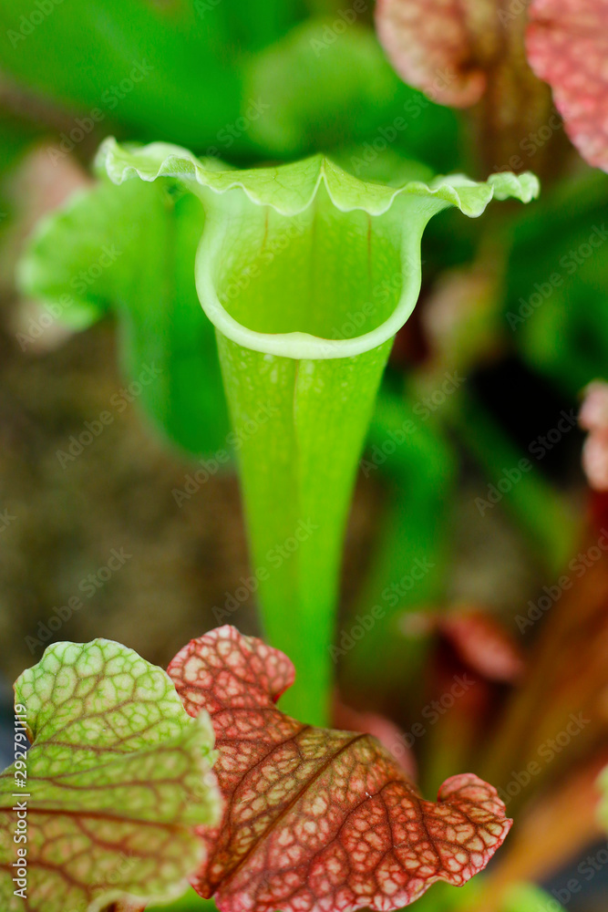 Pitcher，食肉植物，猪笼草，在雨林中