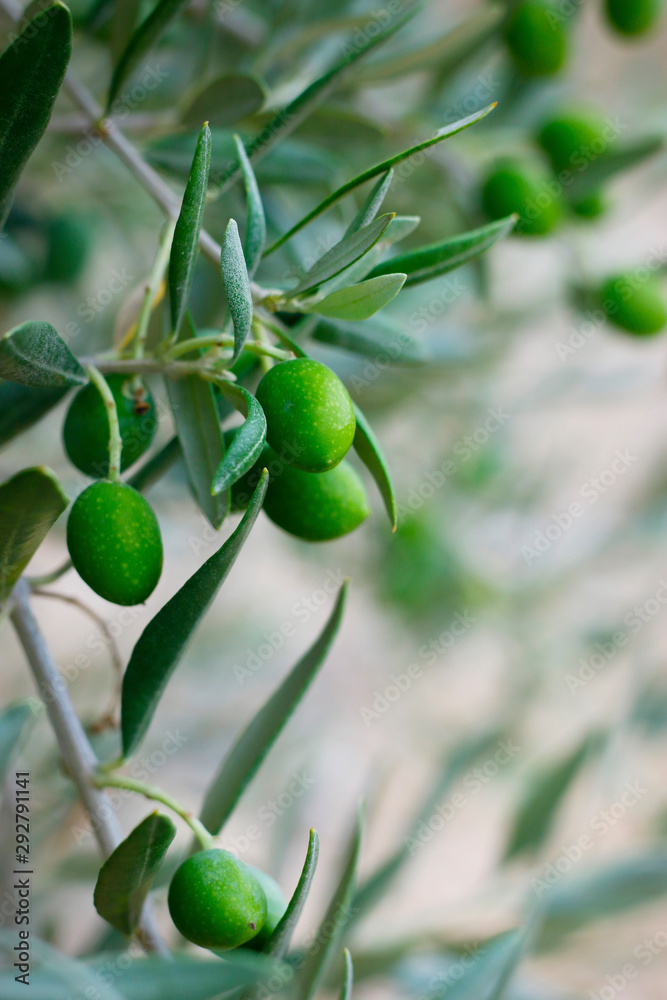 green olives growing in olive tree ,in mediterranean landscape