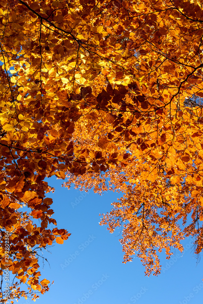 Autumn leaves with blue sky background