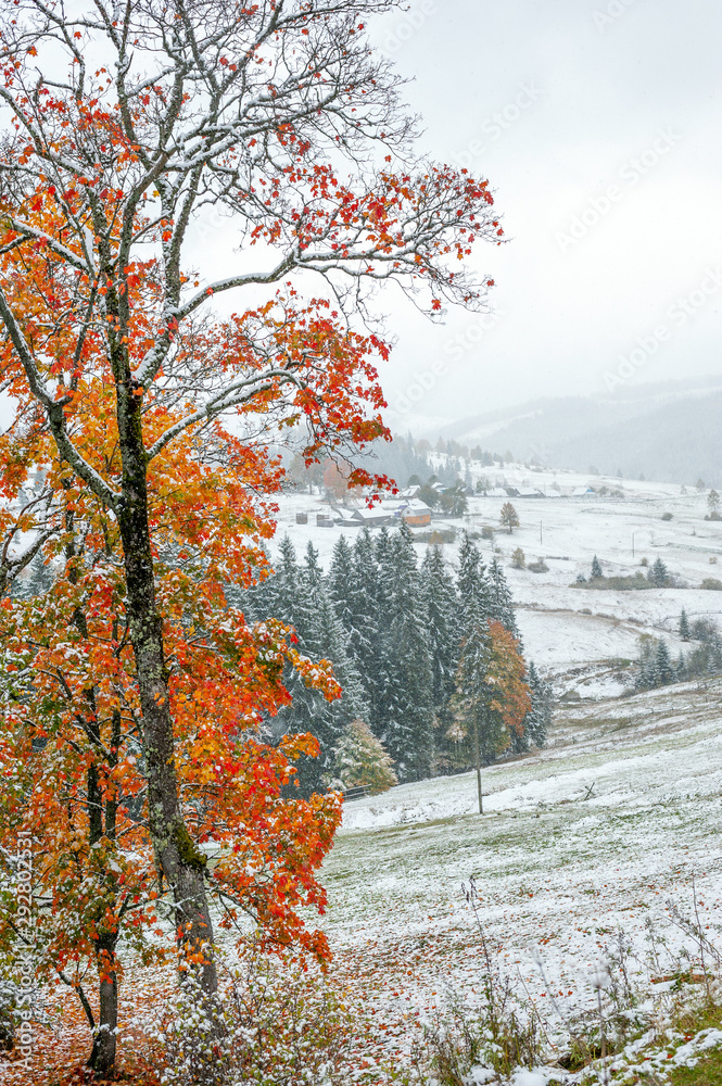 First snow in the forest in the mountains