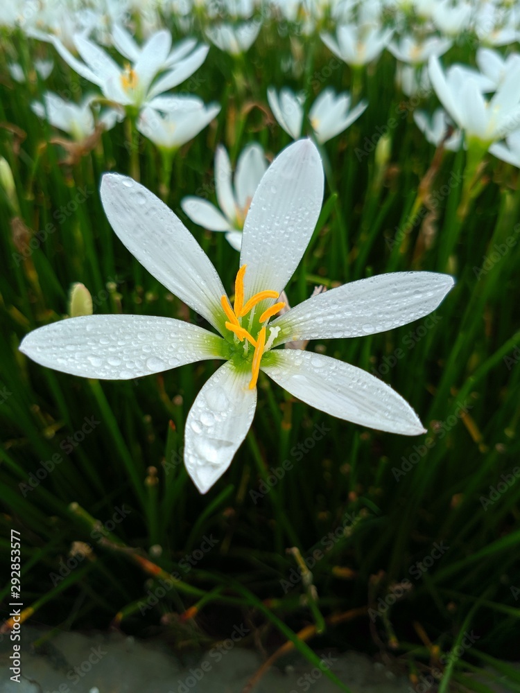 花上的蝴蝶