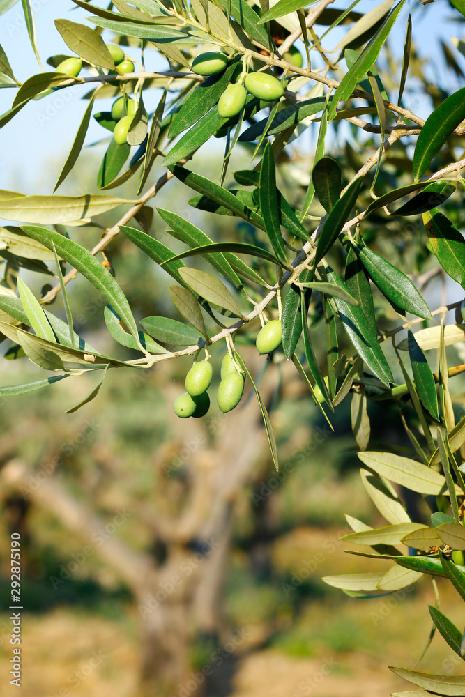 green olives growing in olive tree ,in mediterranean landscape