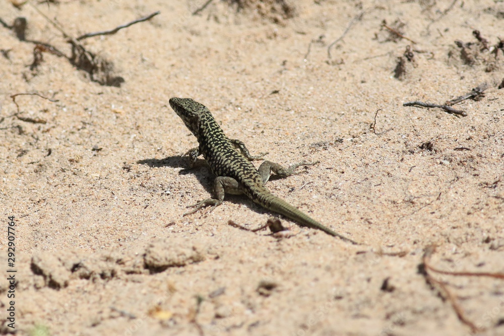 lézard