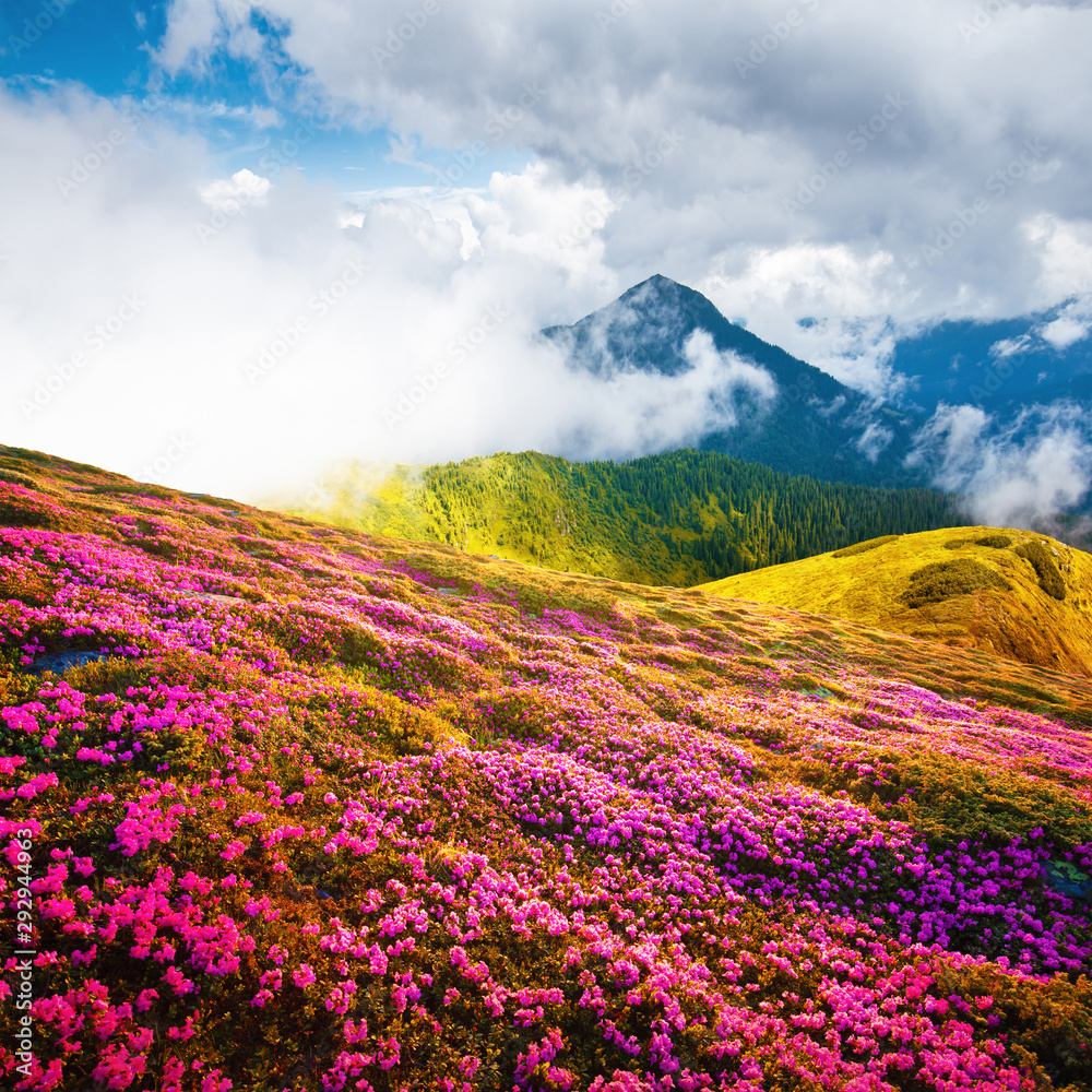 夏日风景，山间空地上盛开着粉红色的杜鹃花。自然之美wo