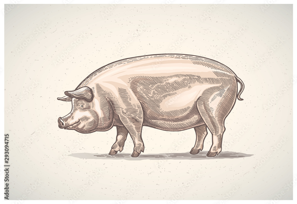 Pig in graphic style, painted in color, hand-drawn Illustration.