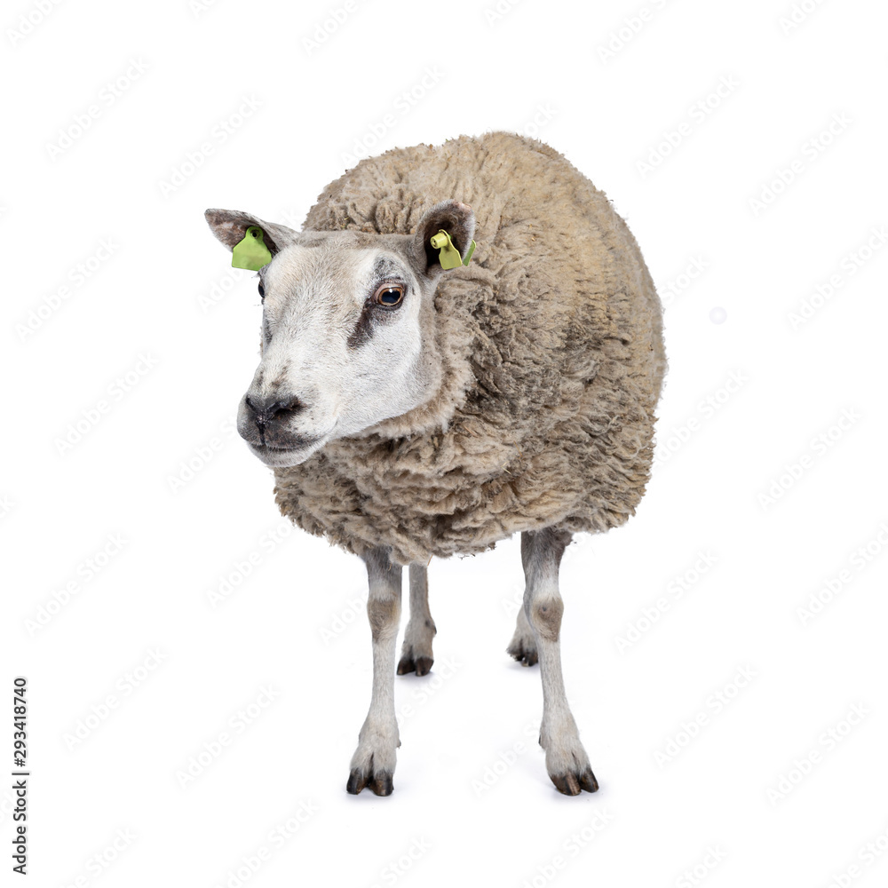 Full body shot of common white sheep in full wool, front view. Looking beside camera. Isolated on wh