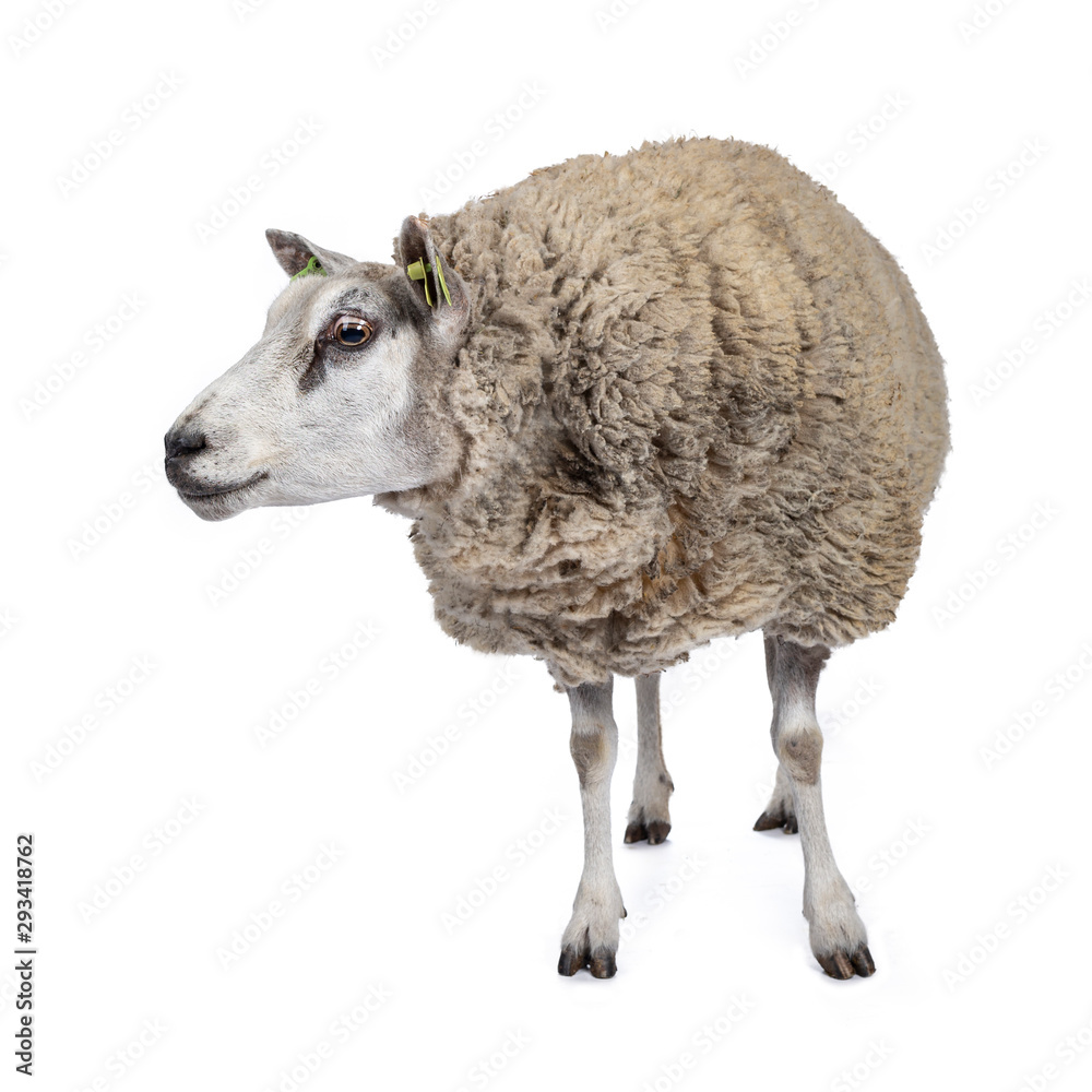 Full body shot of common white sheep in full wool, front view. Looking side ways. Isolated on white 