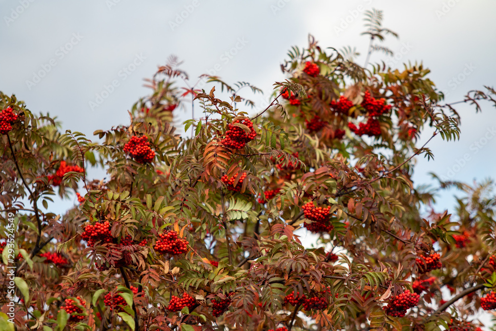 Autumn landscape, red berries of viburnum in the yellow leaves of a tree.