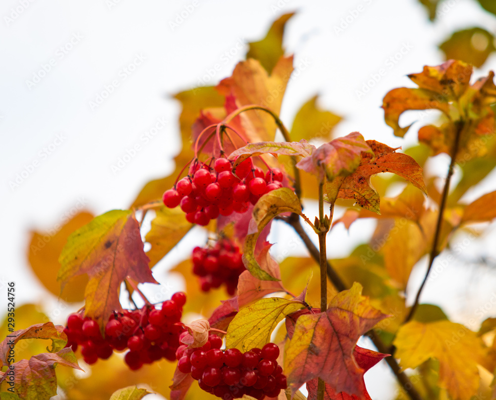 Autumn landscape, red berries of viburnum in the yellow leaves of a tree.