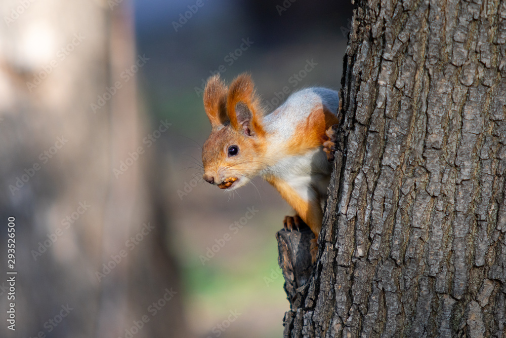 Squirrel in the autumn forest, park.