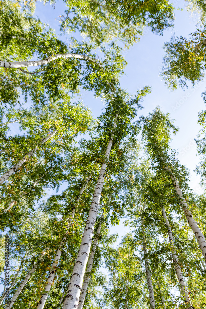 Green birch forest in the sky, summer nature landscape.