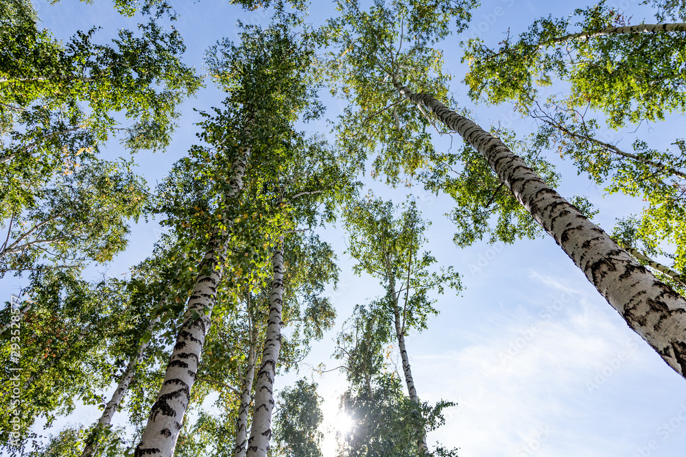 Green birch forest in the sky, summer nature landscape.