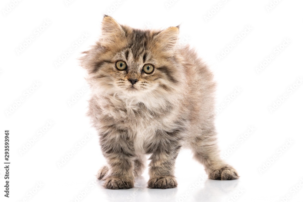 kitten cat standing and looking on white background,isolated