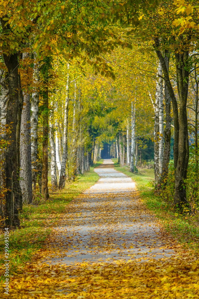 Spectacular view of a beautiful bicycle trail covered in autumn colored leaves.