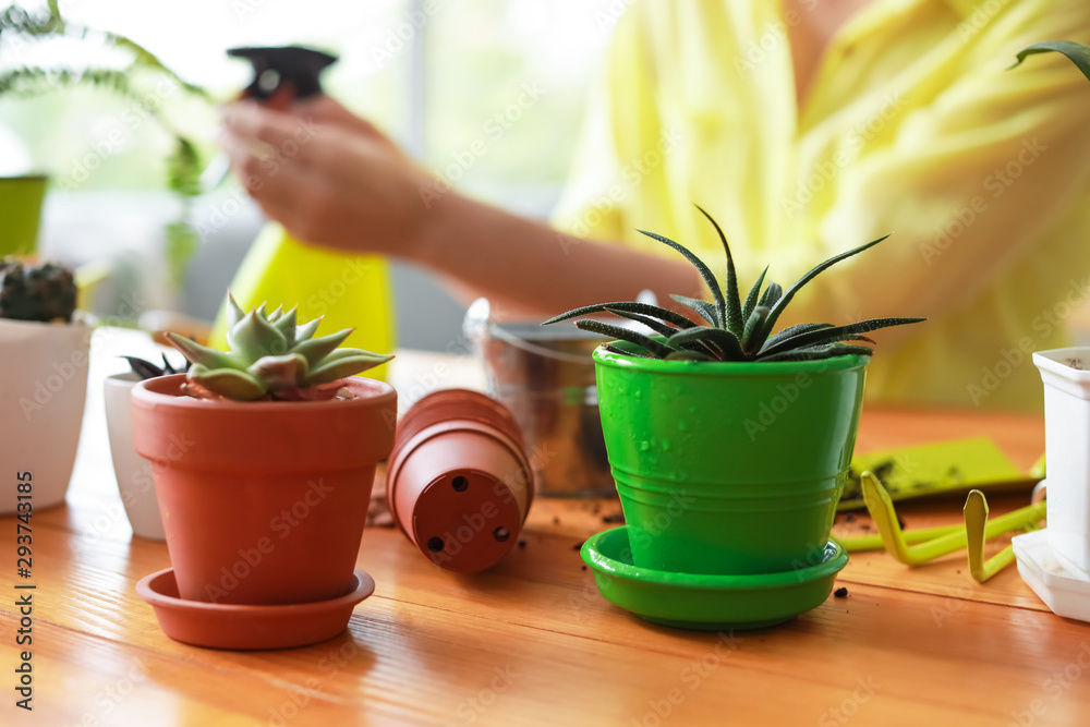 Houseplants in pots on table at home